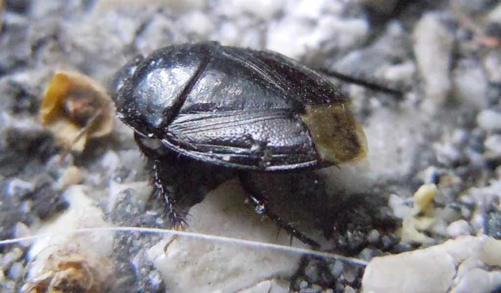 Cydnidae: Macroscytus brunneus della Campania (NA)